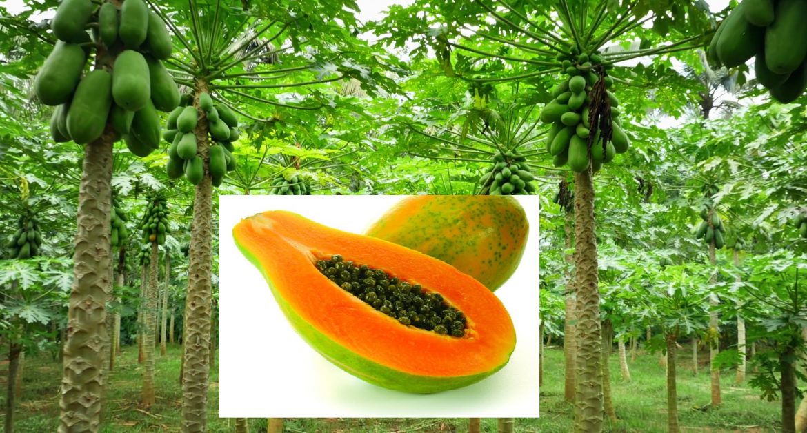 البابايا