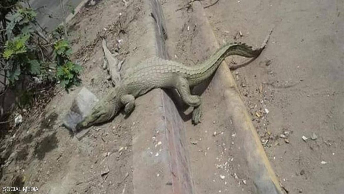 تمساح ينشر ذعرًا واسعًا في شوارع القاهرة